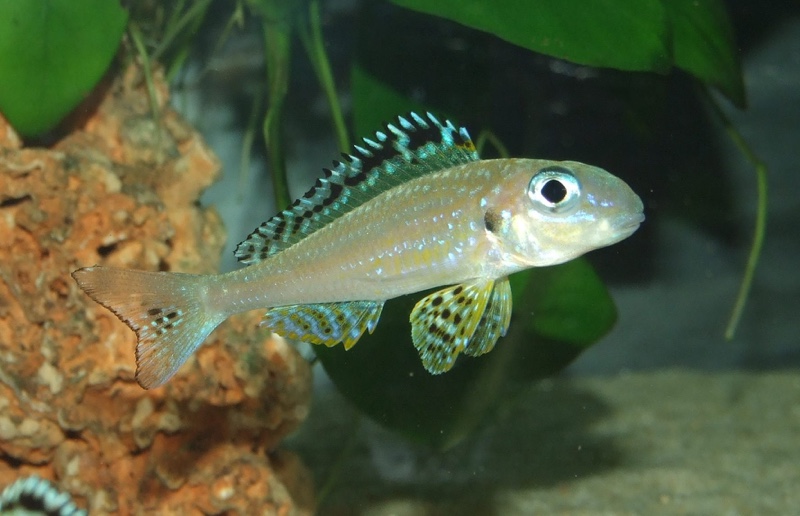 Xenotilapia papilio 'Tembwe (Deux)'